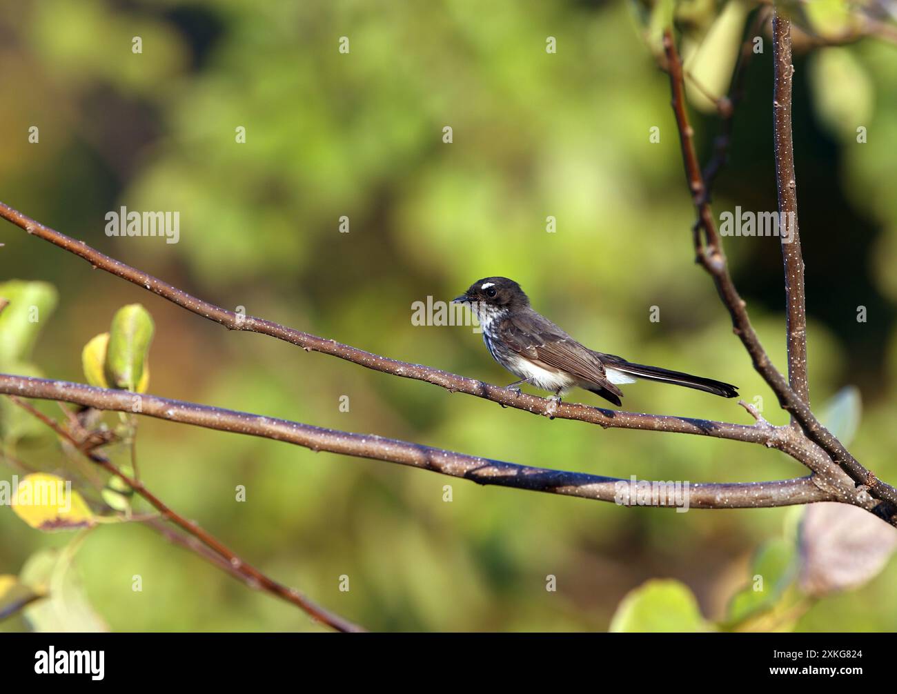 Roti fantail, Fantail du Nord (Rhipidura rufiventris tenkatei, Rhipidura tenkatei), assis sur une branche, Indonésie, petits Sundas, île de Rote Banque D'Images