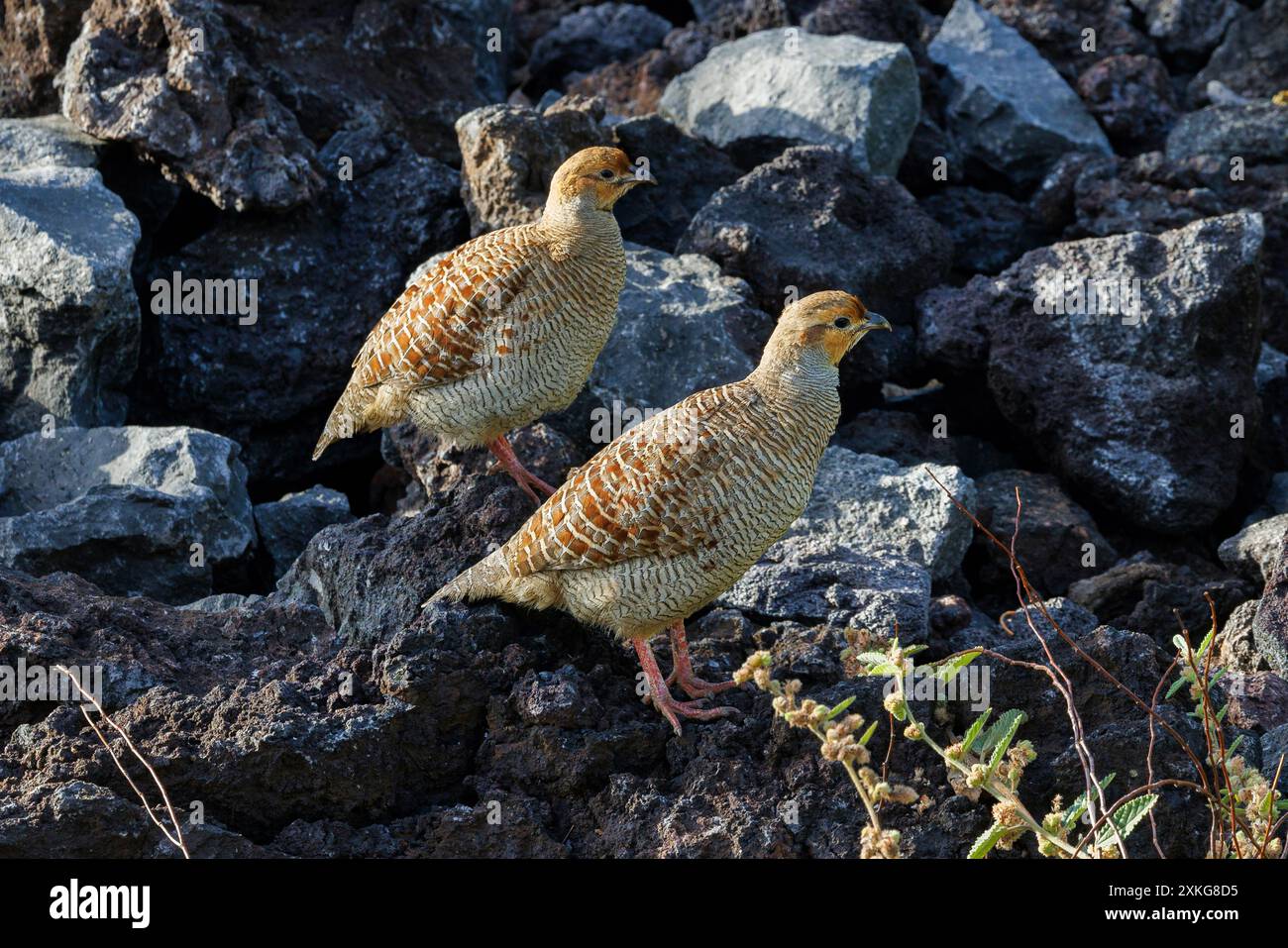 Francolin gris indien, francolin gris, perdrix gris (Francolinus pondicerianus), paire sur lave, USA, Hawaii, Mauna Lani, Big Island Banque D'Images