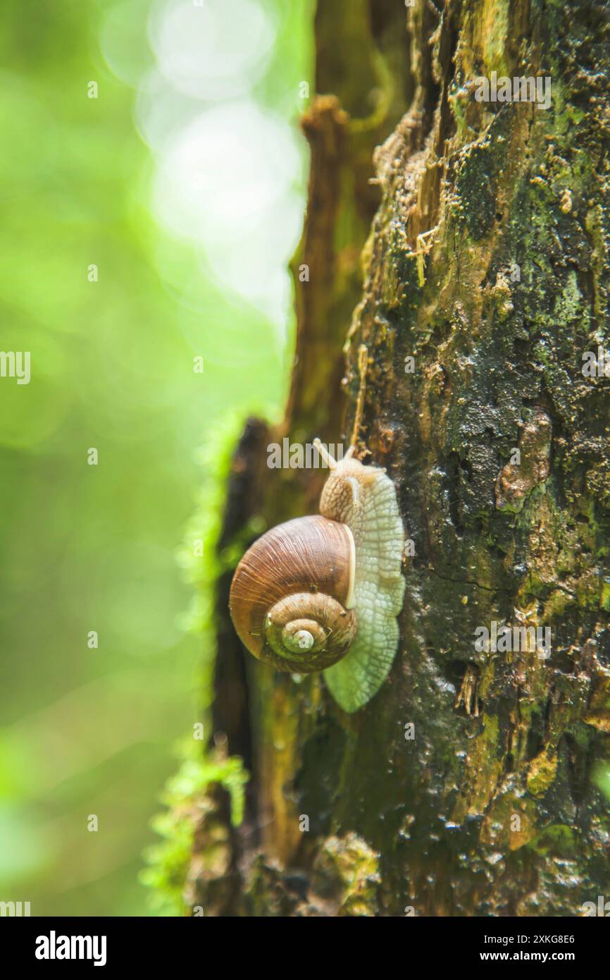 Escargot romain, escargot, escargot, escargot comestible, escargot pomme, escargot de vigne, escargot de vigne, escargot de vigne (Helix pomatia), rampant au tronc d'arbre, Banque D'Images