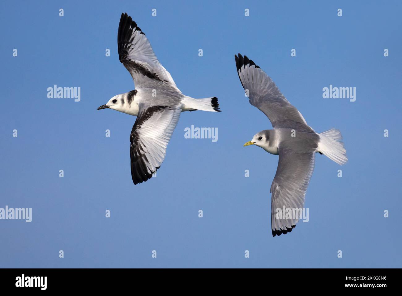 Kittiwake à pattes noires (Rissa tridactyla, Larus tridactyla), immature (à gauche) et adulte en plumage hivernal, Italie, Lucques Banque D'Images