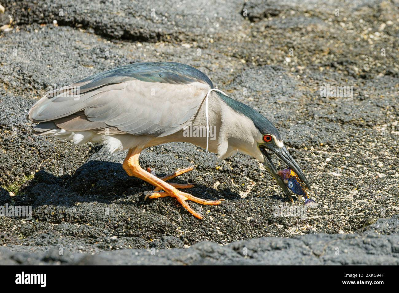 Héron de nuit couronné noir (Nycticorax nycticorax), chasseur de poissons dans le Pacifique, mange un poisson-pouffer coloré tacheté blanc, USA, Hawaii, Konarak Banque D'Images