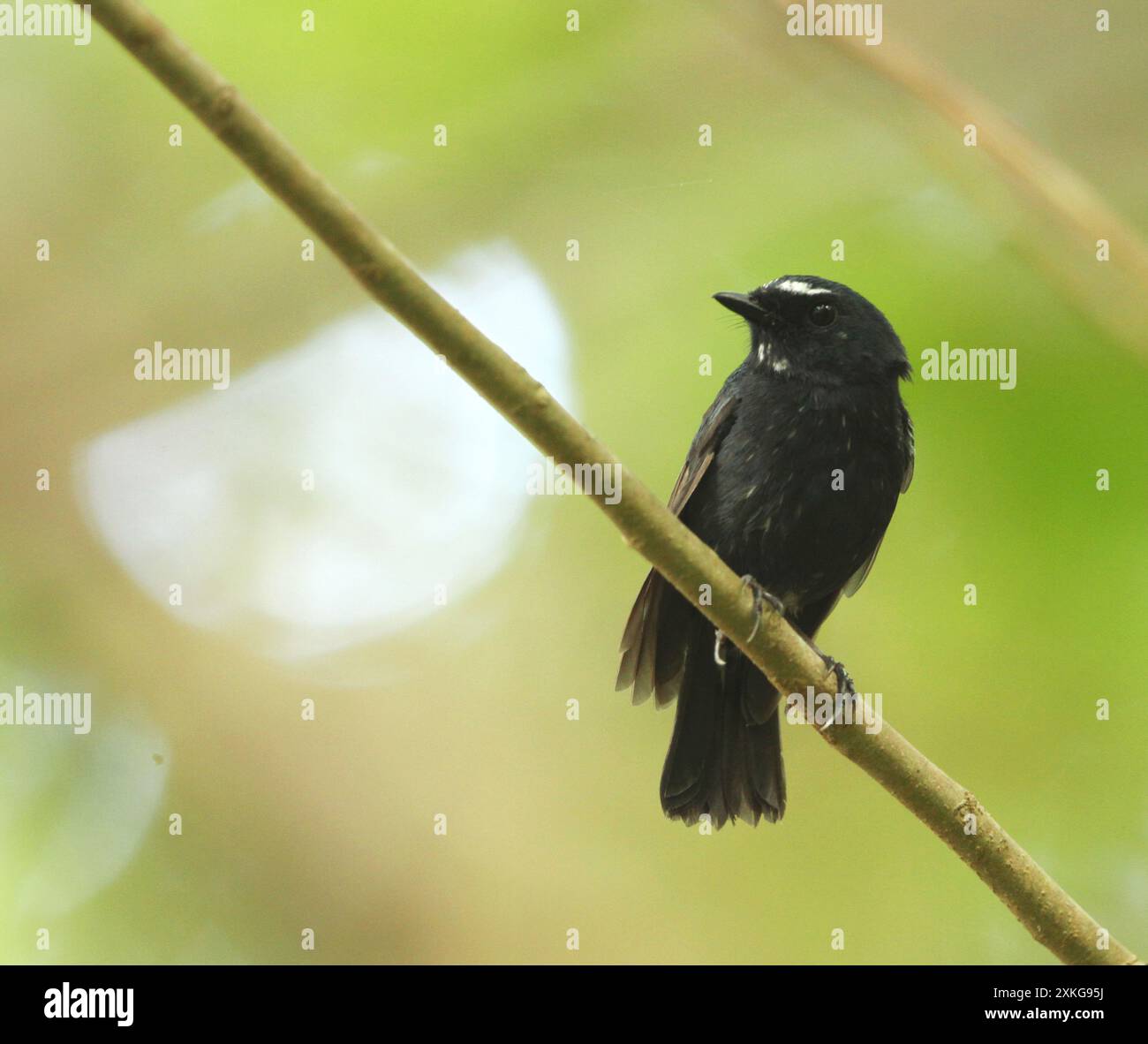 Damar Flycatcher, Damar Blue Flycatcher (Ficedula henrici), perché dans le sous-étage de la forêt pluviale de plaine sur l'île de Damar, Indonésie, île de Damar Banque D'Images