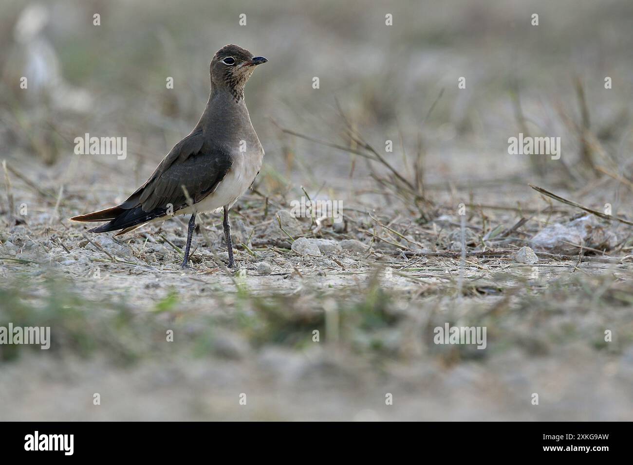 Pratincole à col oriental (Glareola maldivarum), assise sur le sol, Indonésie, petits Sundas Banque D'Images