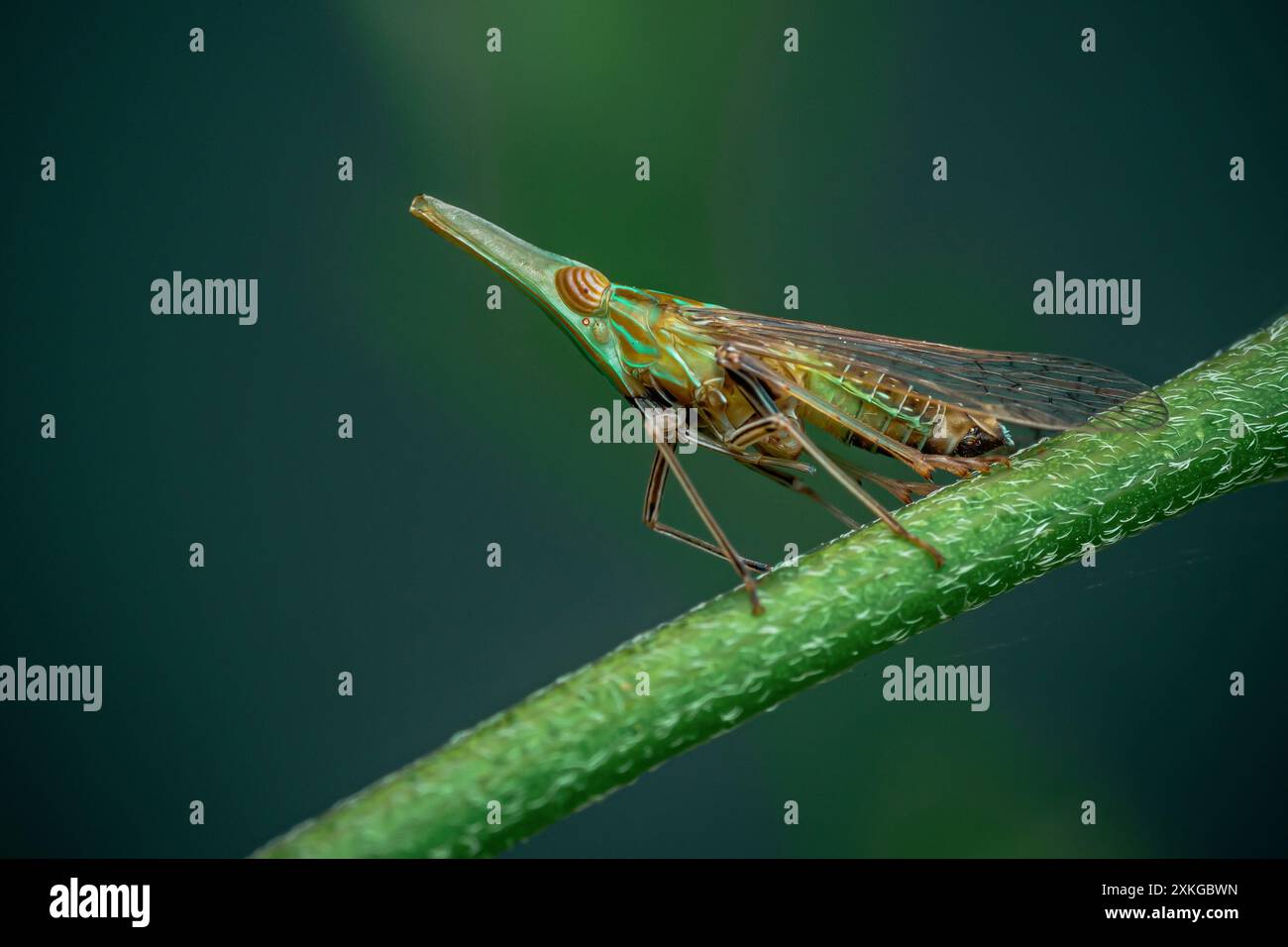 Gros plan un long nez planthopper, fausse lanterne, Dictyophara CF. nakanonis sur branche d'arbre vert et fond de nature. Banque D'Images