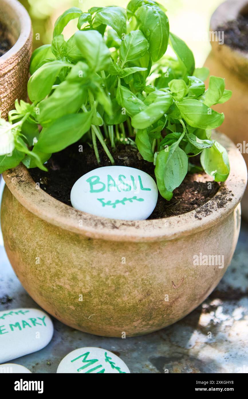 Vue rapprochée d'une plante de basilic vibrante poussant dans un pot en argile, marquée d'une pierre étiquetée. Idéal pour le jardinage, les herbes et les thèmes de soin des plantes. Banque D'Images