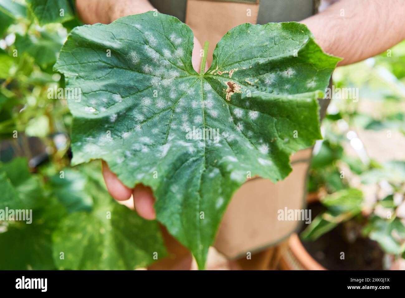 Gros plan d'un jardinier tenant une feuille de concombre malade avec des taches blanches dans un jardin extérieur, mettant en évidence les problèmes de santé des plantes et l'identité des maladies Banque D'Images
