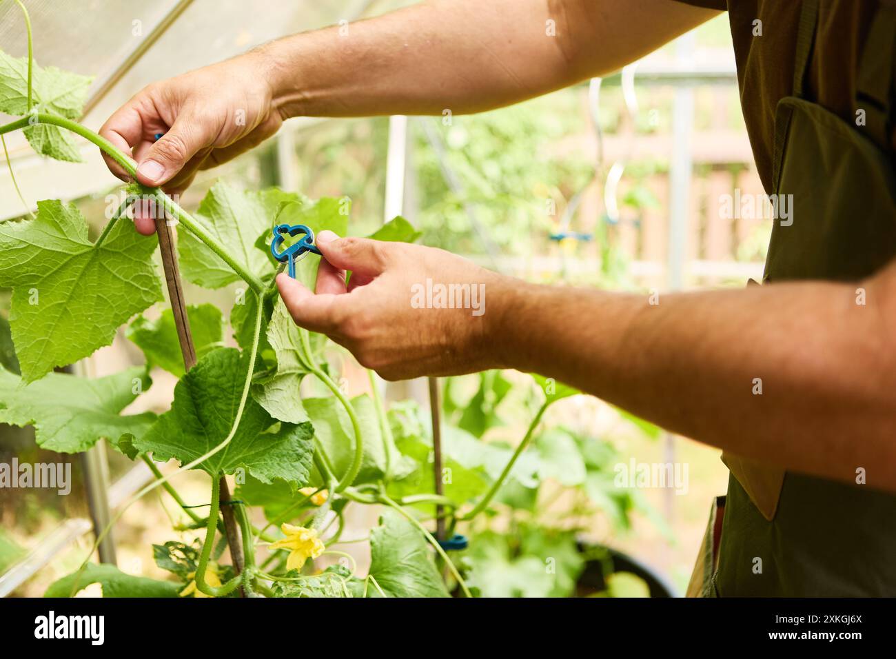 Gros plan des mains d'un jardinier qui s'occupe d'une plante de concombre dans une serre, présentant des outils et des techniques de jardinage. Banque D'Images