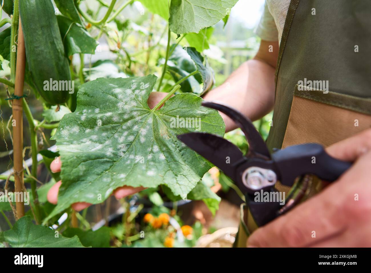 Gros plan d'un jardinier examinant une feuille de plante de concombre à la recherche de signes de maladie, tenant des cisailles de jardin dans une serre. Banque D'Images