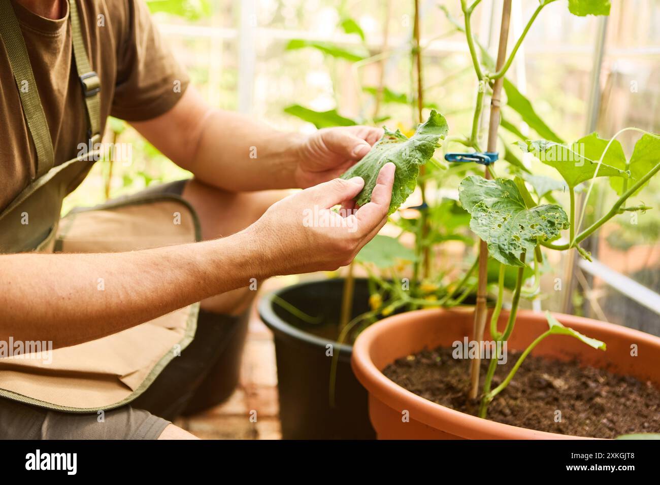 Gros plan d'un homme inspectant des feuilles de plantes dans une serre, mettant en vedette le jardinage et le soin des plantes. Banque D'Images