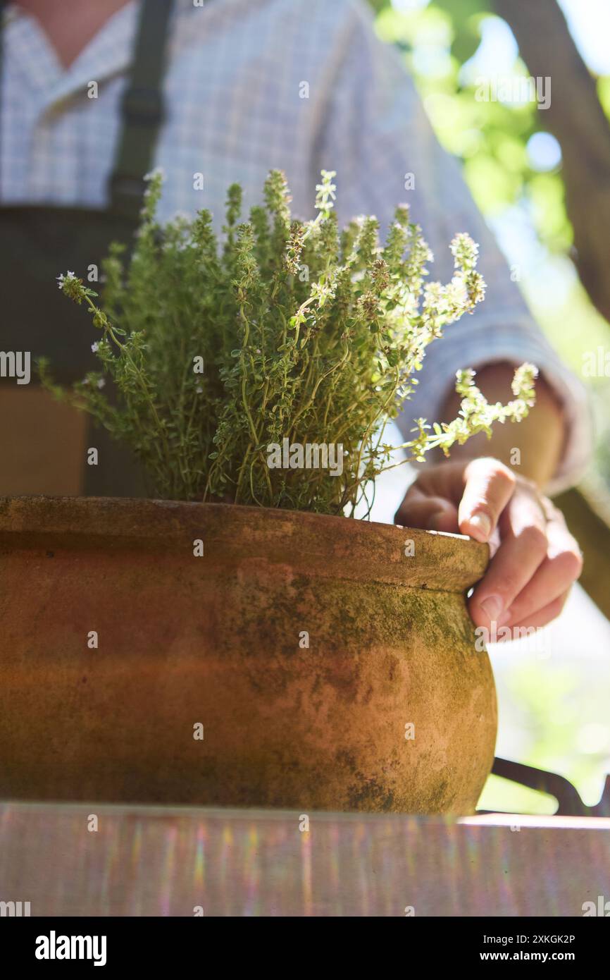 Jardinier nourrissant une plante de thym saine dans un pot rustique en terre cuite. Capturer l'essence du jardinage et de la culture d'herbes de cuisine en extérieur. Banque D'Images