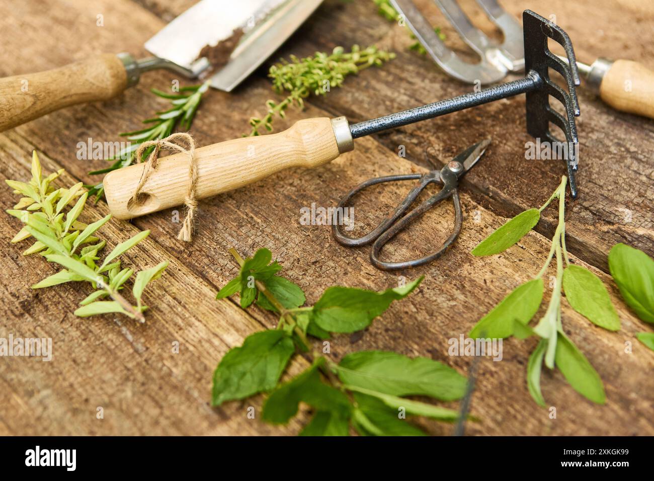 Divers outils de jardinage et herbes fraîches sur une surface en bois rustique, représentant la joie et la tranquillité des activités de jardinage. Banque D'Images