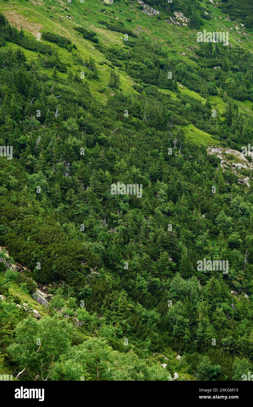 Forêt dense avec des arbres verdoyants couvrant la pente de la montagne. Randonnées et aventures dans la nature sauvage Banque D'Images
