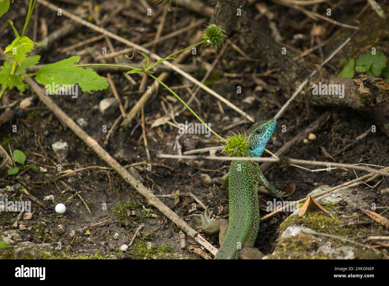 beau lézard vert au sol avec une fleur verte près de sa tête Banque D'Images