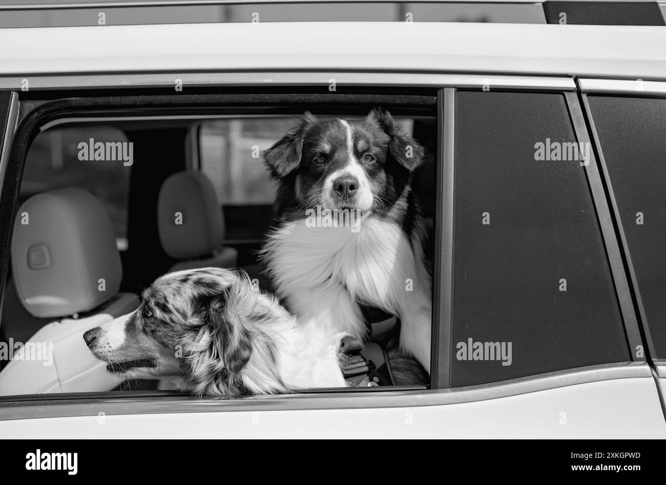 Chiens en voiture. Promenades en chien dans la voiture. Transport d'animaux de compagnie. Chiens dans la fenêtre de la voiture. Chiens regardant la fenêtre. Voyager en toute sécurité avec des animaux de compagnie. Australien Banque D'Images