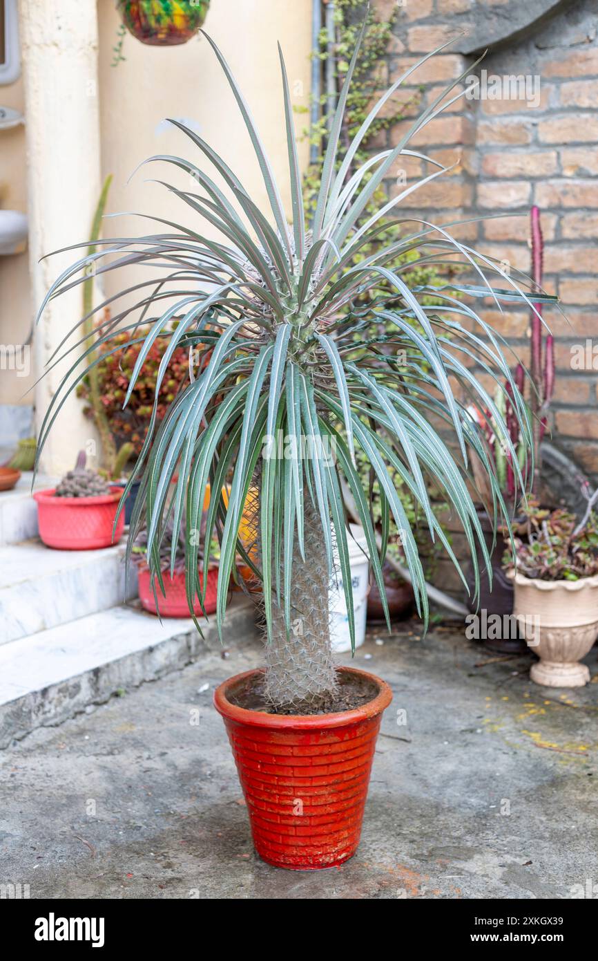 Palmier de Madagascar (Pachypodium Lamerei ) feuilles avec des tiges épineuses Banque D'Images