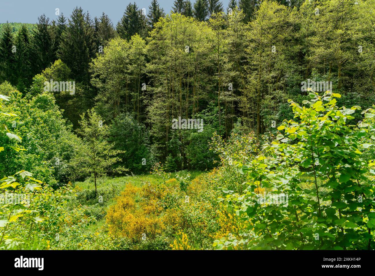 Paysages autour de Saulxures, commune du département du Bas-Rhin à Grand est dans le nord-est de la France Banque D'Images