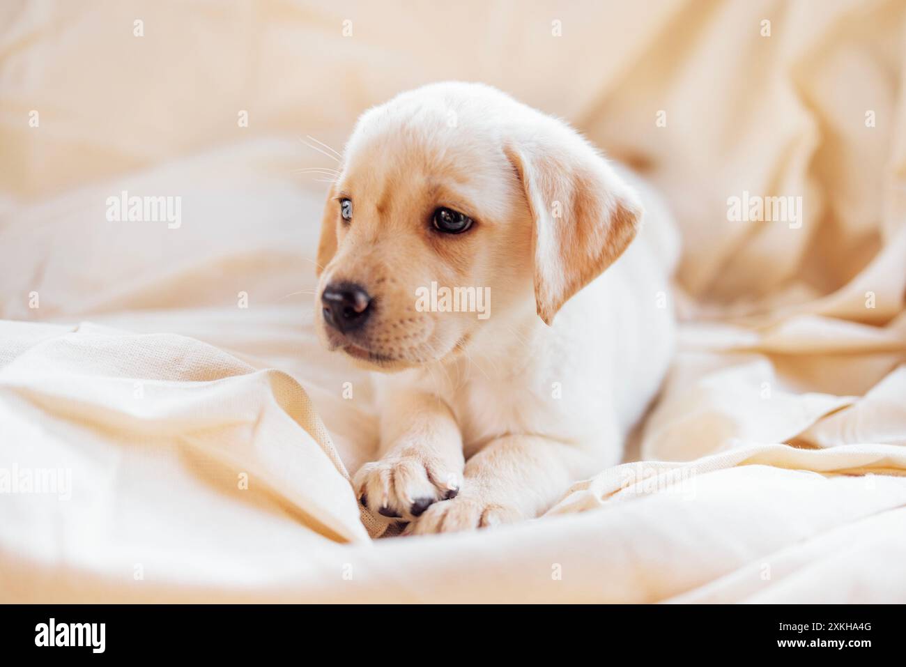 Gros plan d'un chiot mignon sur une couverture crème douce et confortable. Un chien de retriever doré mignon sur un fond beige. Un animal de compagnie sur le canapé à la maison Banque D'Images Gros plan d'un chiot mignon sur une couverture crème douce et confortable. Un chien de retriever doré mignon sur un fond beige. Un animal de compagnie sur le canapé à la maison Banque D'Images