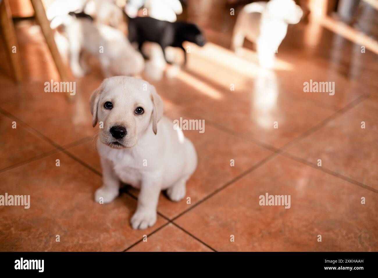 Gros plan d'un petit chiot mignon sur le sol de la maison. Un joli chien Golden retriever. Animaux adorables dans la salle à manger Banque D'Images