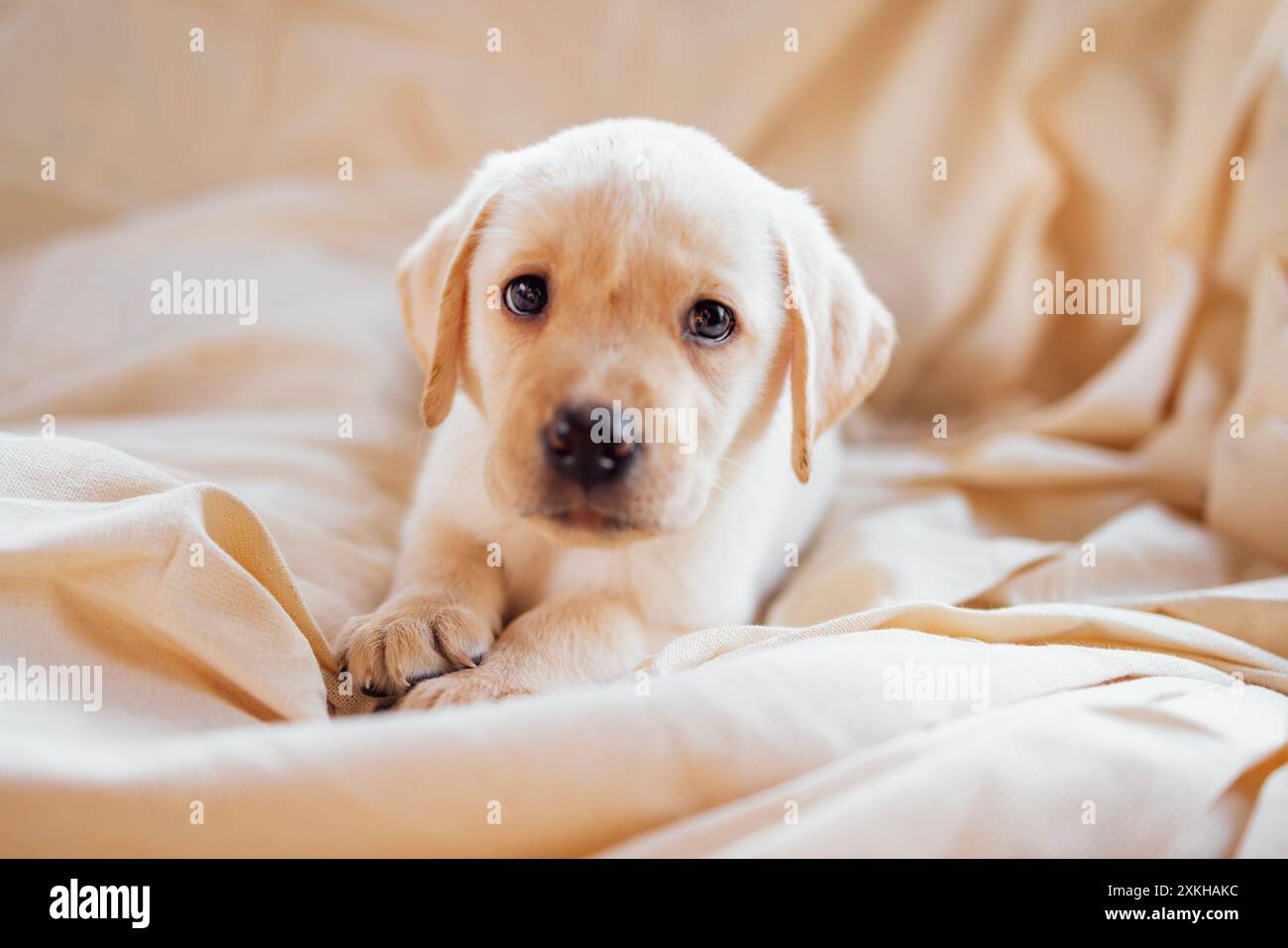 Gros plan d'un chiot mignon sur une couverture crème douce et confortable. Un chien de retriever doré mignon sur un fond beige. Un animal de compagnie sur le canapé à la maison. Banque D'Images Gros plan d'un chiot mignon sur une couverture crème douce et confortable. Un chien de retriever doré mignon sur un fond beige. Un animal de compagnie sur le canapé à la maison. Banque D'Images