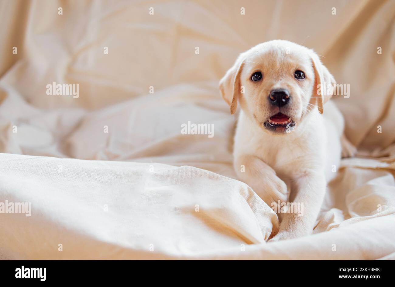 Gros plan d'un chiot mignon sur une couverture crème douce et confortable. Un chien de retriever doré mignon sur un fond beige. Un animal de compagnie sur le canapé à la maison Banque D'Images Gros plan d'un chiot mignon sur une couverture crème douce et confortable. Un chien de retriever doré mignon sur un fond beige. Un animal de compagnie sur le canapé à la maison Banque D'Images