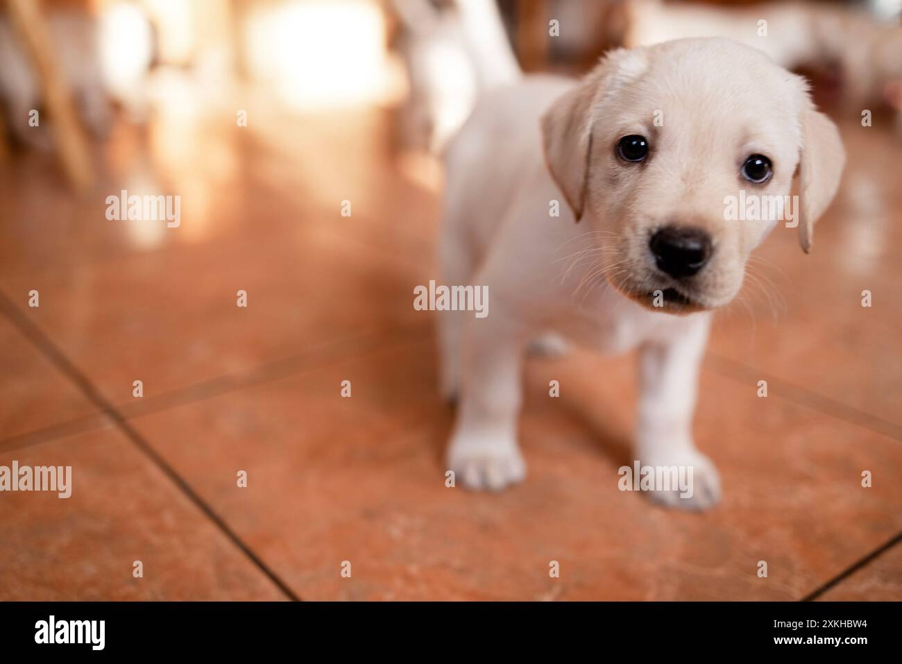 Gros plan d'un petit chiot mignon sur le sol de la maison. Un joli chien Golden retriever. Animaux adorables dans la salle à manger Banque D'Images