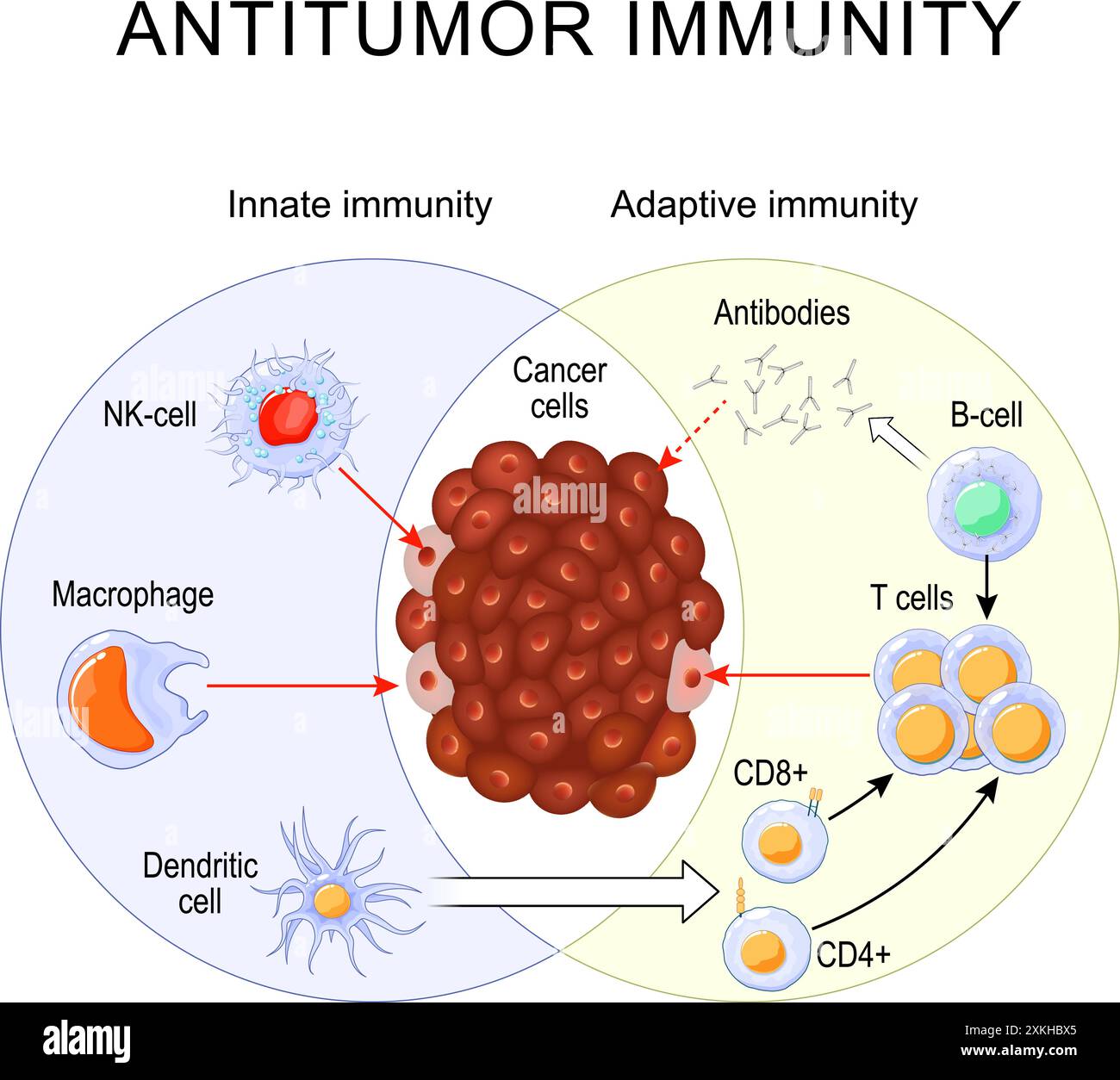 Immunité antitumorale. Réponse immunitaire. Immunothérapie. Réponse rapide et lente de l'immunité adaptative et innée et activation des anticorps. Cellules de l'Immu Illustration de Vecteur