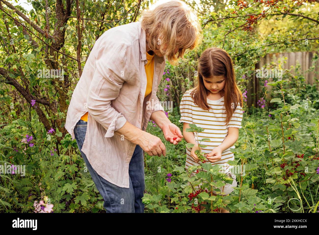 Une petite fille et sa grand-mère cueillent des baies. Une femme mature et sa douce petite-fille mangent des groseilles rouges dans le jardin. Un enfant heureux Banque D'Images