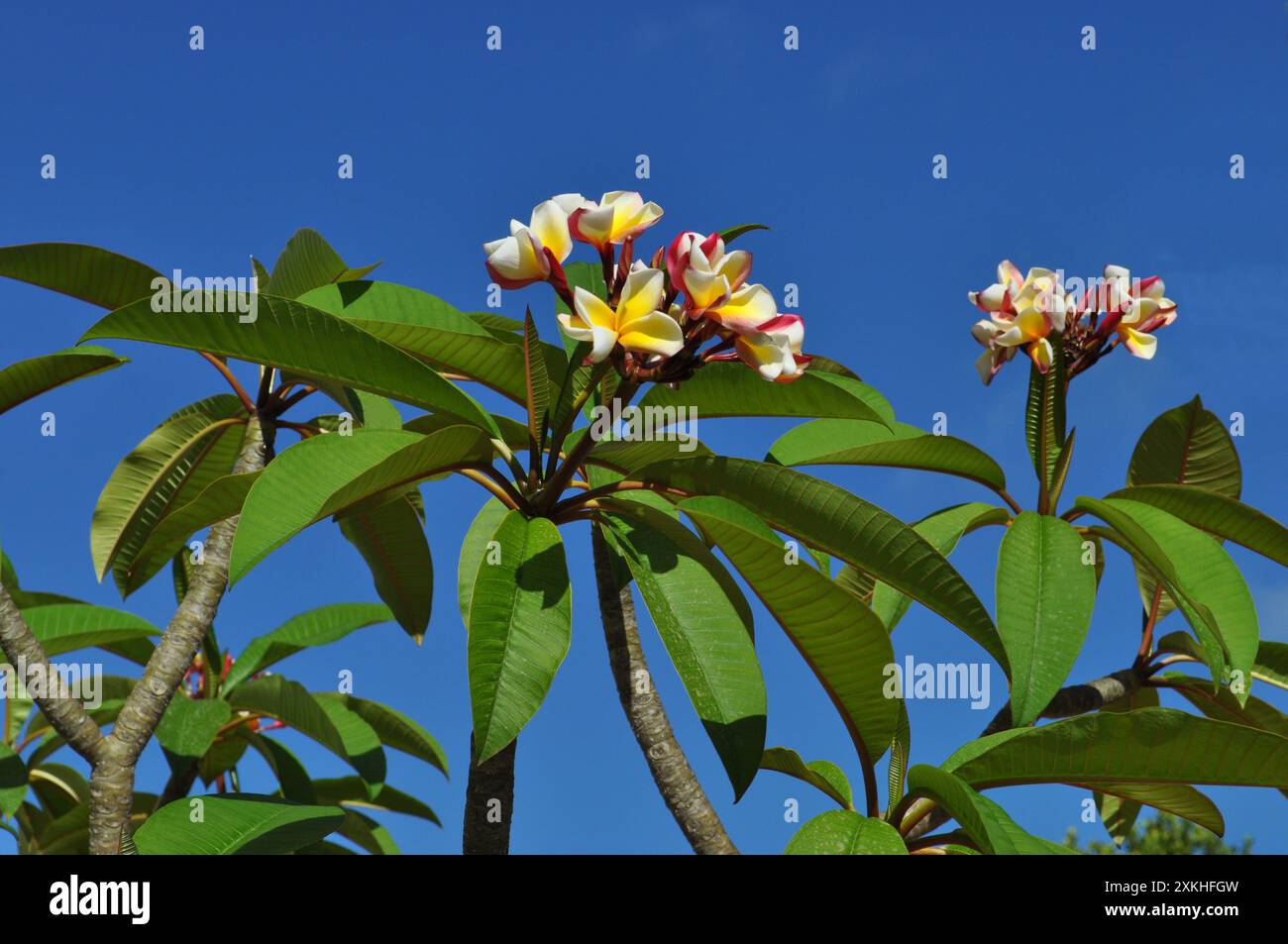 Plumeria, également connu sous le nom de frangipanier, poussant à l'extérieur, détail de belles fleurs parfumées contre le ciel bleu Banque D'Images