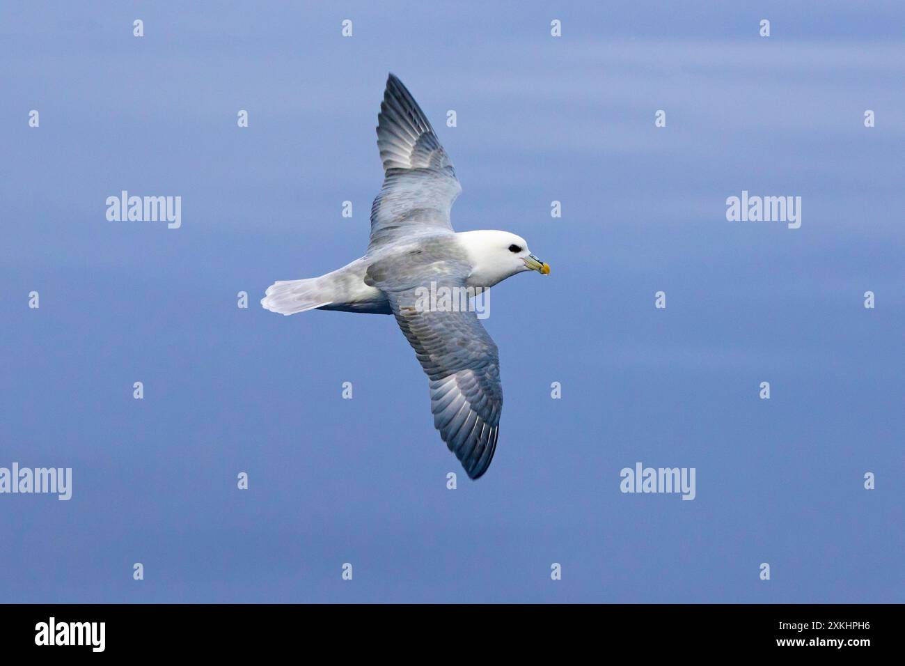 Fulmar nord / fulmar arctique (Fulmarus glacialis) en vol planant contre le ciel bleu le long de la côte du Svalbard / Spitzberg en été Banque D'Images