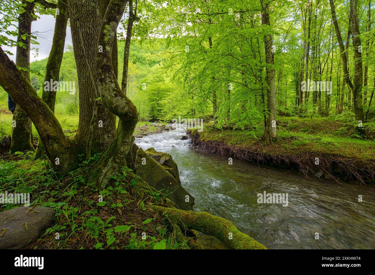 rivière serpentant à travers la forêt de hêtres en été. ruisseau d'eau dans les montagnes des carpates Banque D'Images