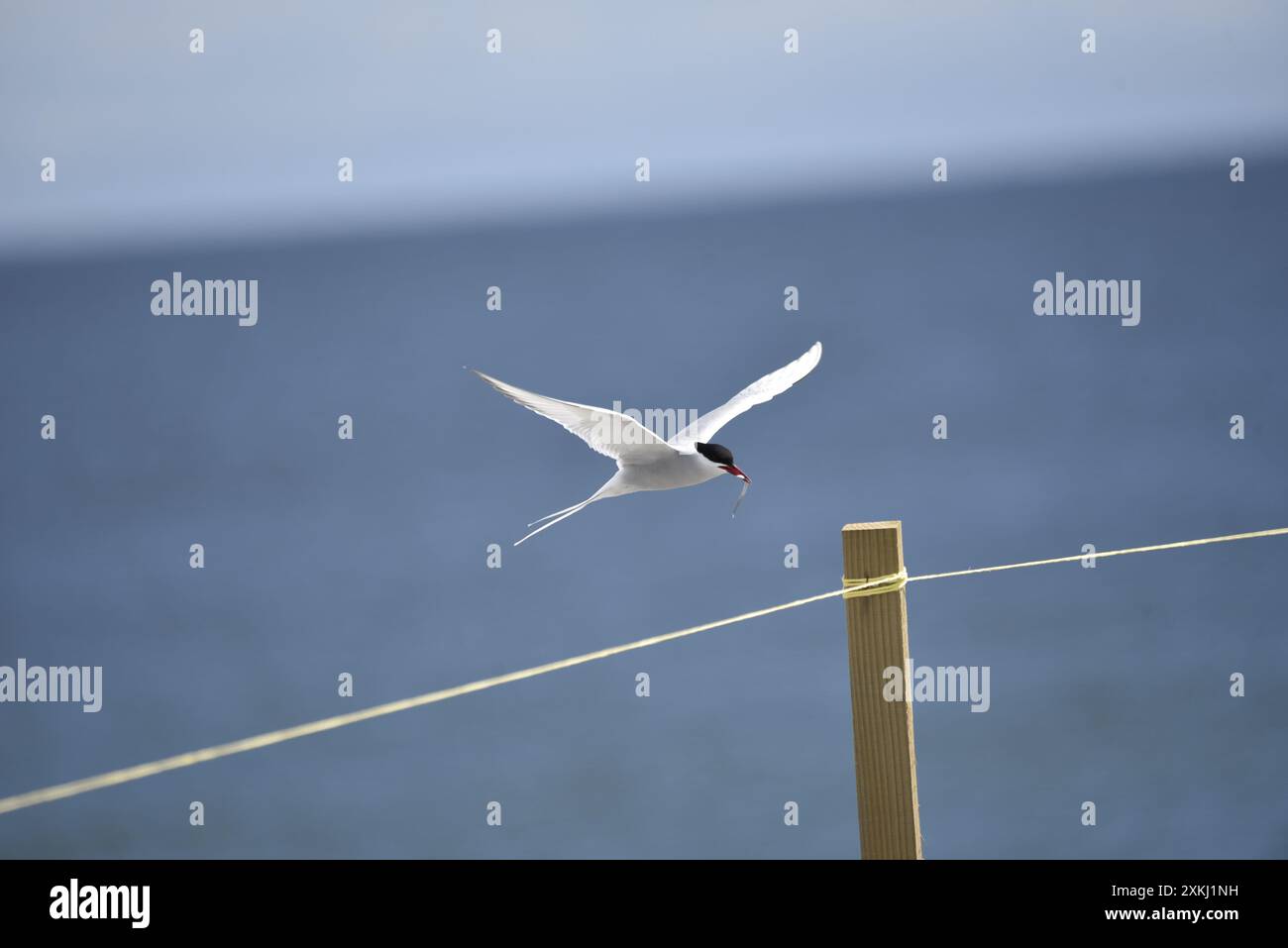 Sterne arctique (Sterna paradisaea Coming In To Land with a Fish in ITS Beak, Against a Blue Sky, prise sur l'île de Man, Royaume-Uni, en mai Banque D'Images