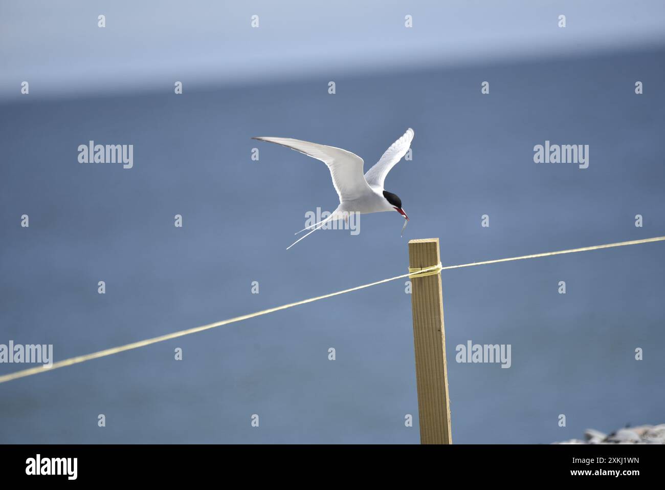 Sterne arctique (Sterna paradisaea) planant au-dessus d'un poteau en bois avec un poisson dans son bec, Wings Up, un jour ensoleillé au bord de la mer, prise sur l'île de Man Banque D'Images