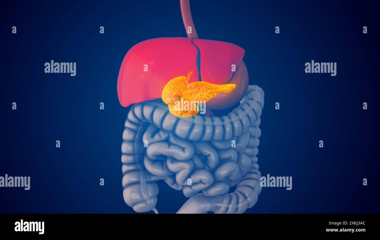 L'homéostasie du glucose est régulée par le pancréas Banque D'Images