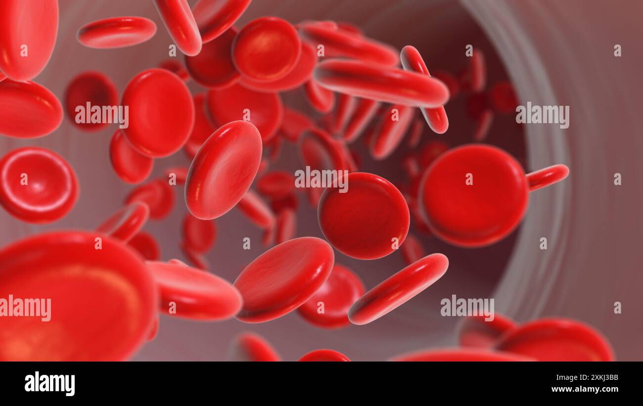 Globules rouges circulant dans les vaisseaux sanguins Banque D'Images