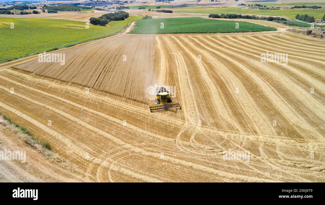 Vue aérienne d'une moissonneuse-batteuse travaillant dans un vaste champ de blé à Oteiza, Navarre, Espagne. La machine est visible au centre du champ. Banque D'Images