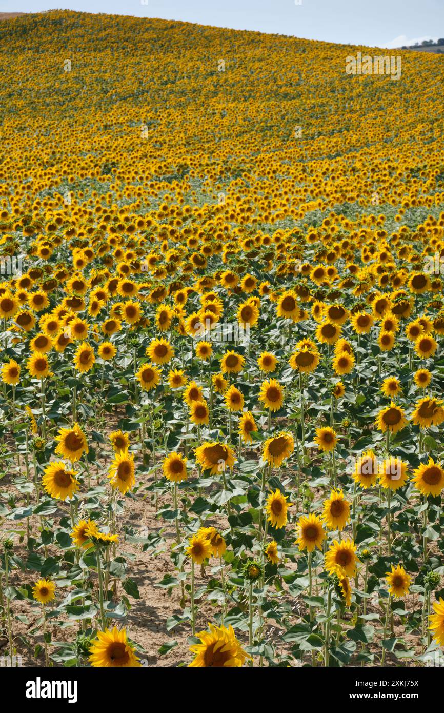Vastes champs de tournesols en pleine floraison à Oteiza, Navarre, présentant des fleurs jaunes vibrantes sous un ciel bleu clair. Banque D'Images