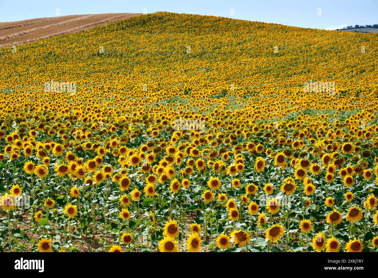 Vastes champs de tournesols en pleine floraison à Oteiza, Navarre, présentant des fleurs jaunes vibrantes sous un ciel bleu clair. Banque D'Images