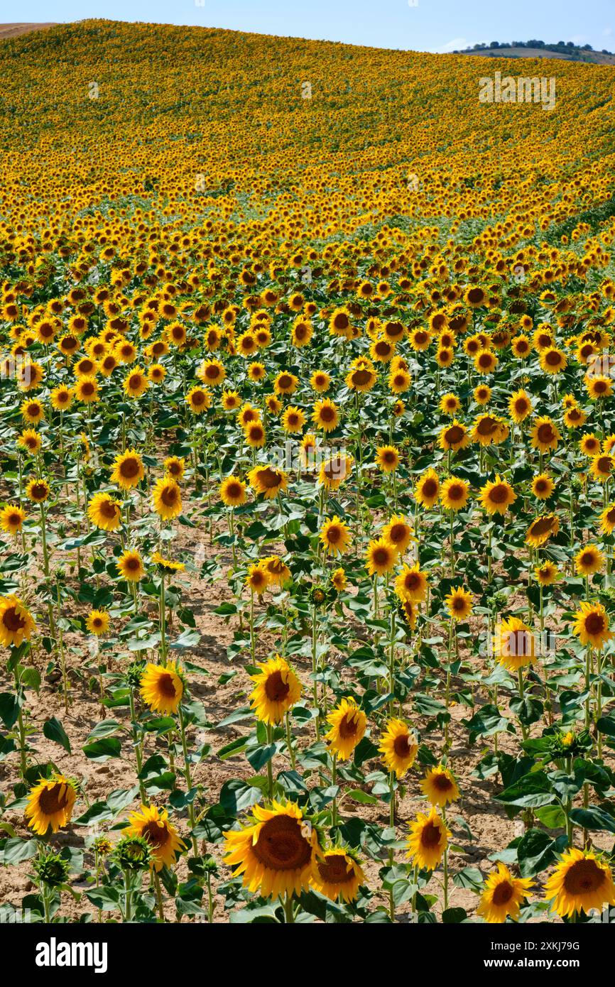 Vastes champs de tournesols en pleine floraison à Oteiza, Navarre, présentant des fleurs jaunes vibrantes sous un ciel bleu clair. Banque D'Images