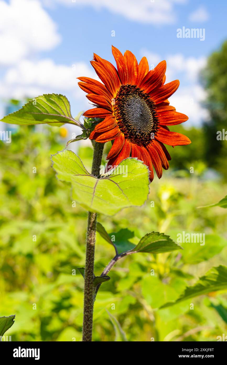 Tournesol orangé poussant dans une prairie animalière de ville à Ochota, Varsovie, Pologne Banque D'Images