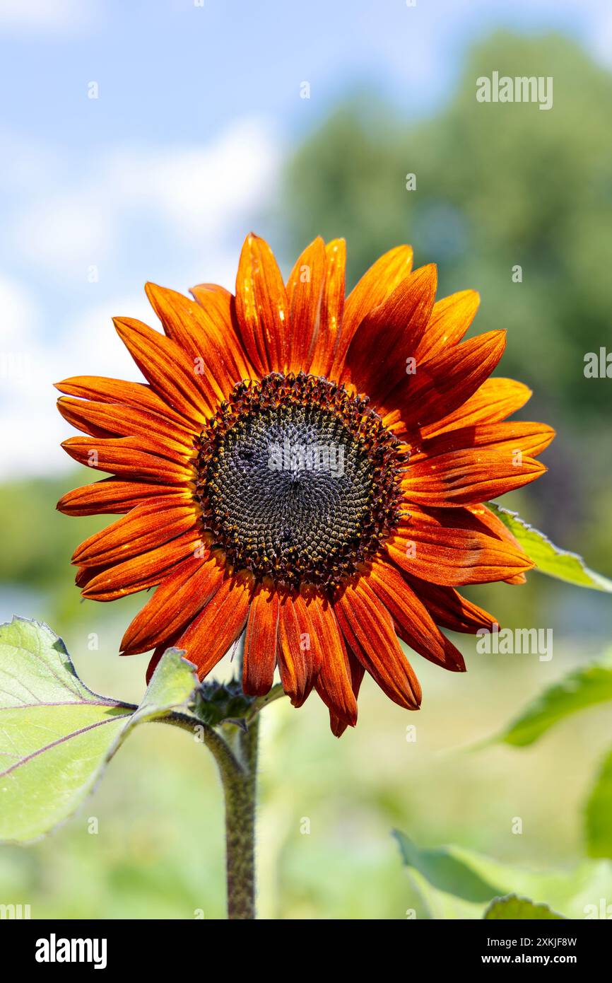 Tournesol orangé poussant dans une prairie animalière de ville à Ochota, Varsovie, Pologne Banque D'Images