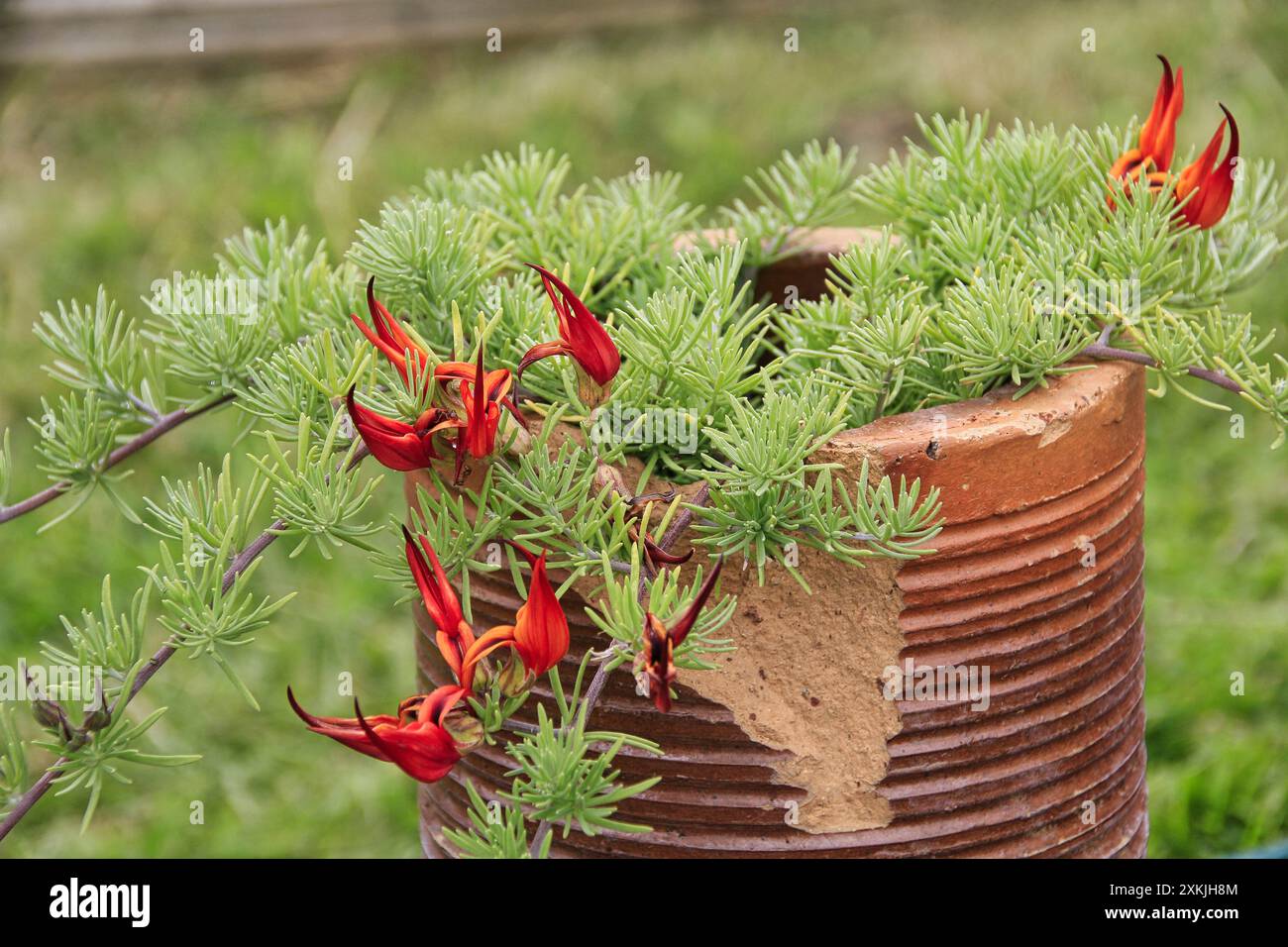 Plante tropicale Lotus maculatis x berthelotti plante 'Fire Vine' poussant à partir d'une vieille pipe à eau en terre cuite dans un jardin anglais Banque D'Images