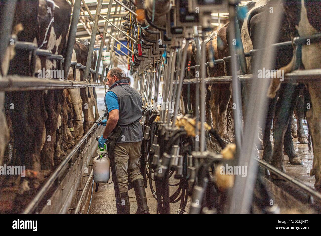 vaches trayées dans une salle de traite Banque D'Images