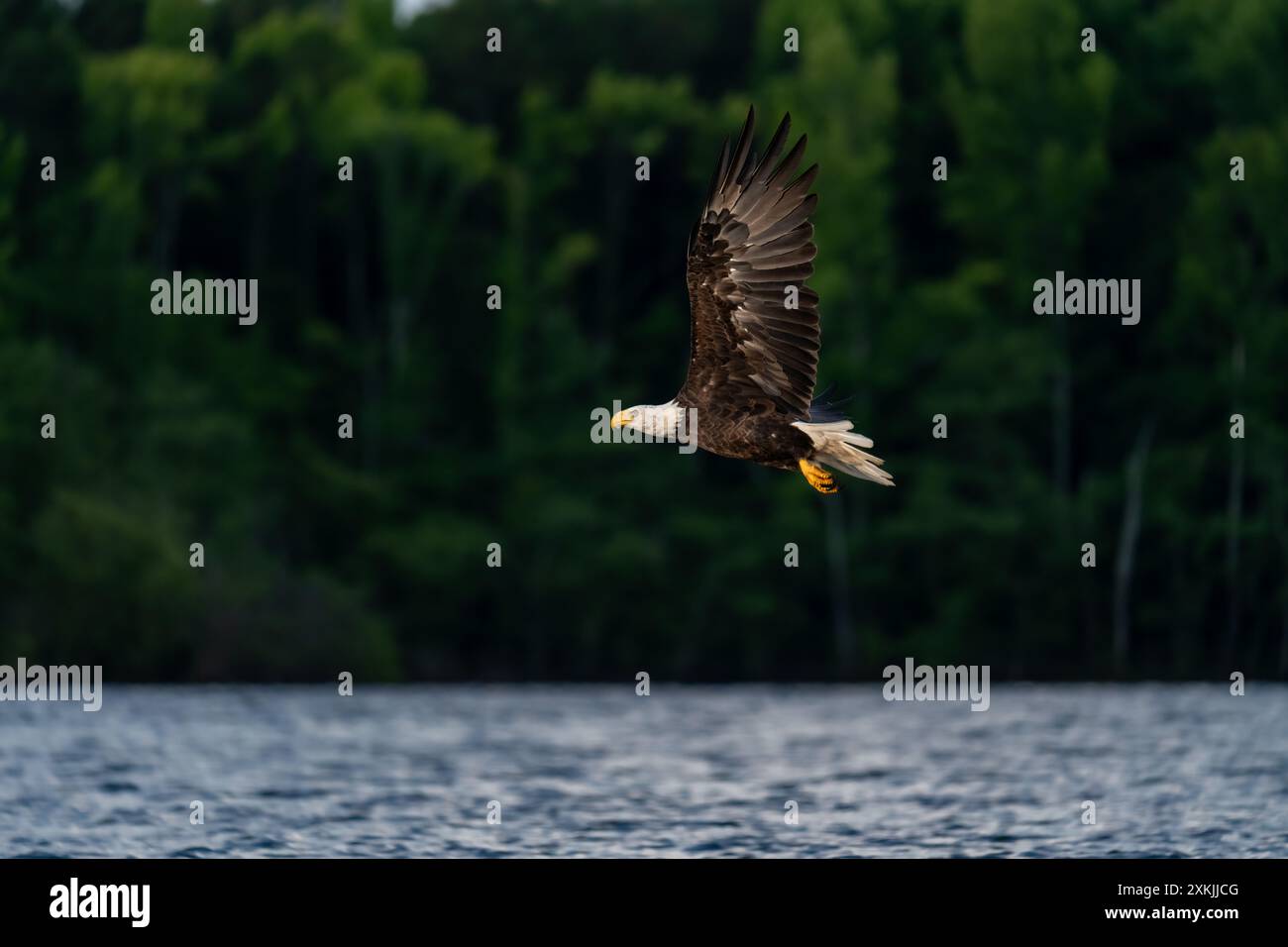 Majestueux aigle à tête blanche adulte au-dessus du lac Kerr en Caroline du Nord Banque D'Images