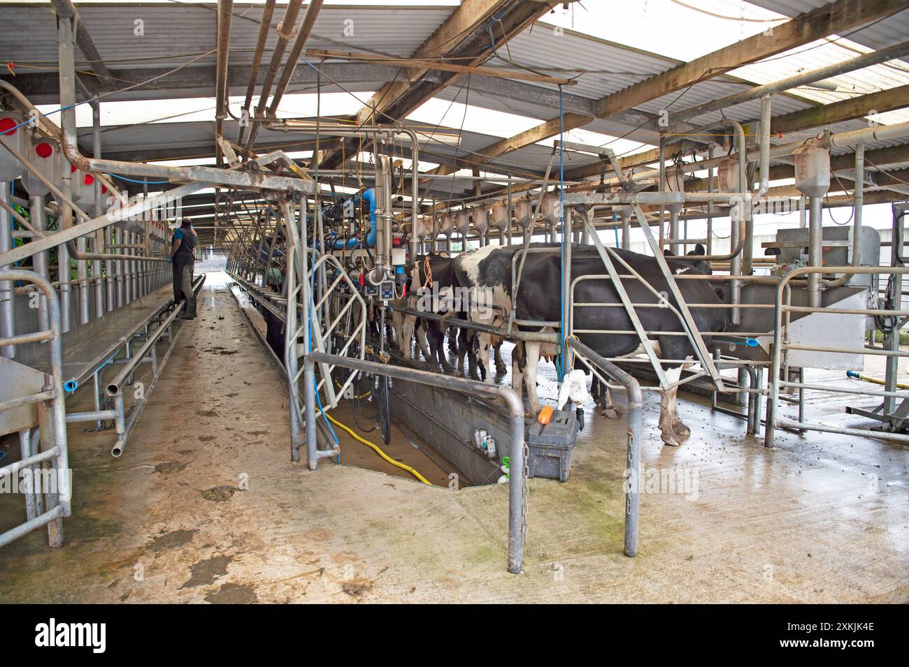 vaches trayées dans une salle de traite Banque D'Images