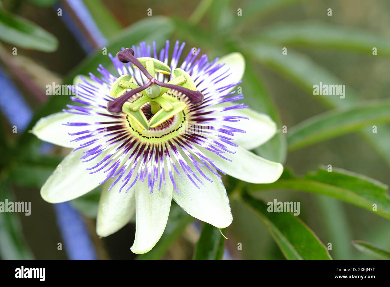 Gros plan sur Hardy passion Flower cultivé en extérieur dans le sud de l'Angleterre Banque D'Images