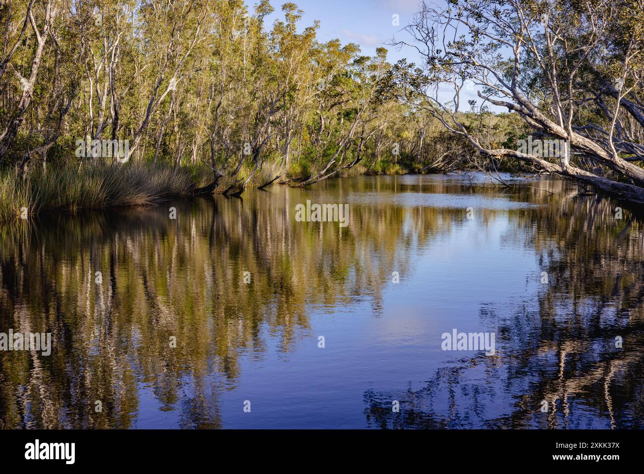 Des arbres surplombent les Everglades de Noosa dans le Queensland, en Australie Banque D'Images