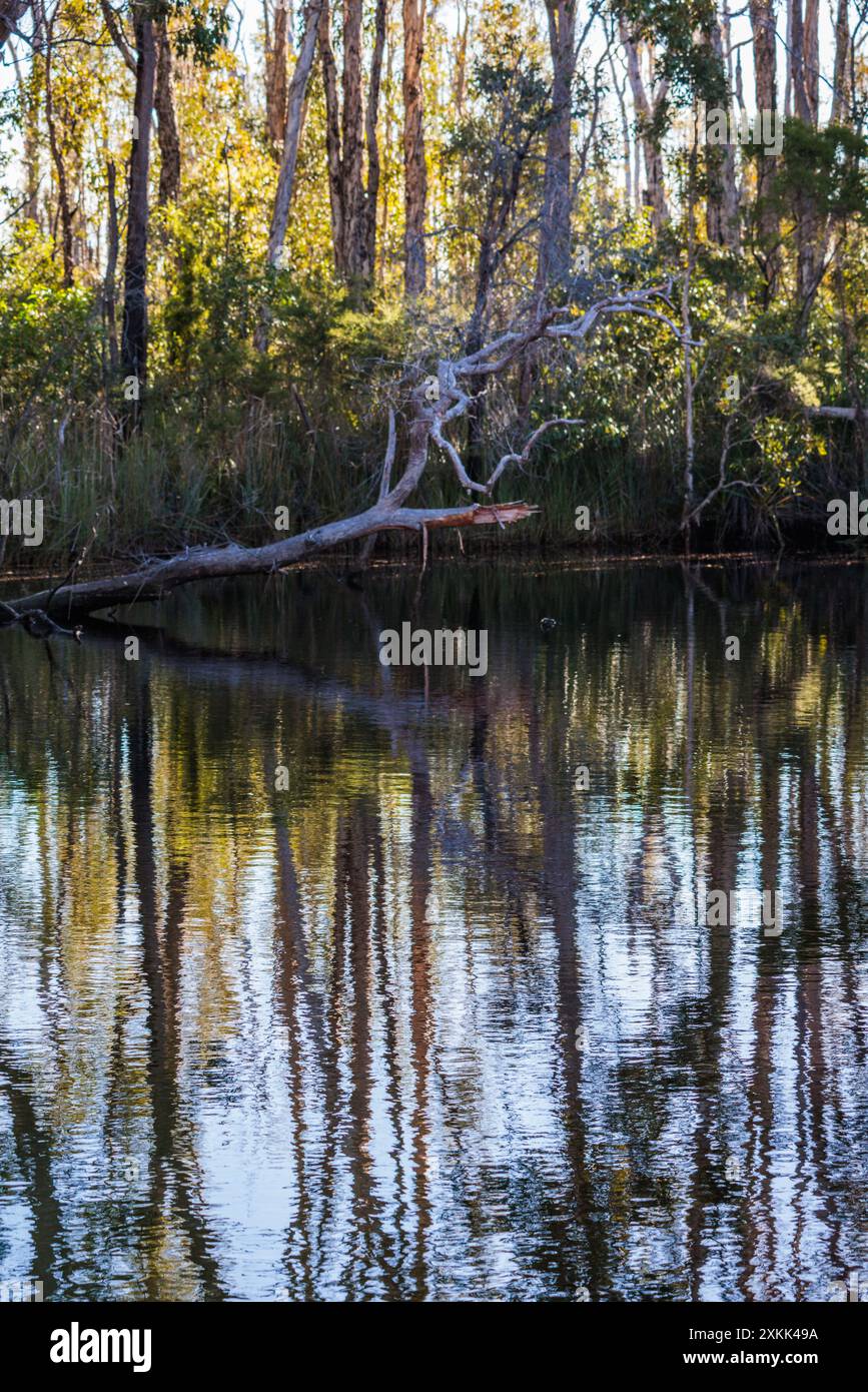 Des arbres surplombent les Everglades de Noosa dans le Queensland, en Australie Banque D'Images