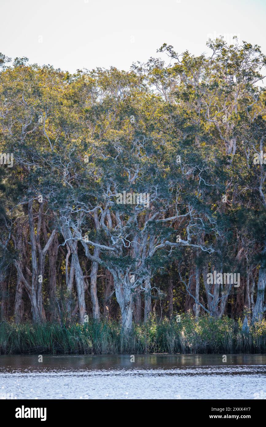 Des arbres surplombent les Everglades de Noosa dans le Queensland, en Australie Banque D'Images