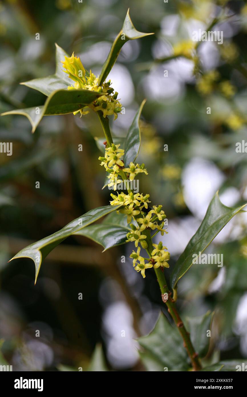 Houx chinois ou houx corné, Ilex cornuta, Aquifoliaceae. Fleurs féminines. Chine et Corée, Asie. Banque D'Images