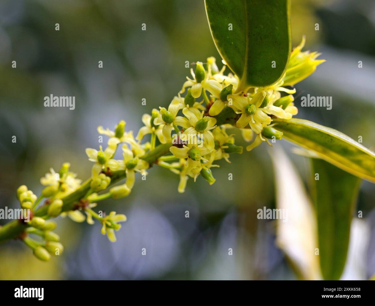 Houx chinois ou houx corné, Ilex cornuta, Aquifoliaceae. Fleurs féminines. Chine et Corée, Asie. Banque D'Images